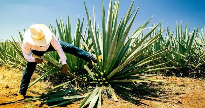 Caída de precios del agave deja campos abandonados y frente a plagas