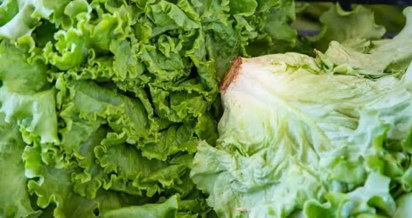 Aumentan 23% las ventas de lechuga mexicana a EU entre enero y mayo