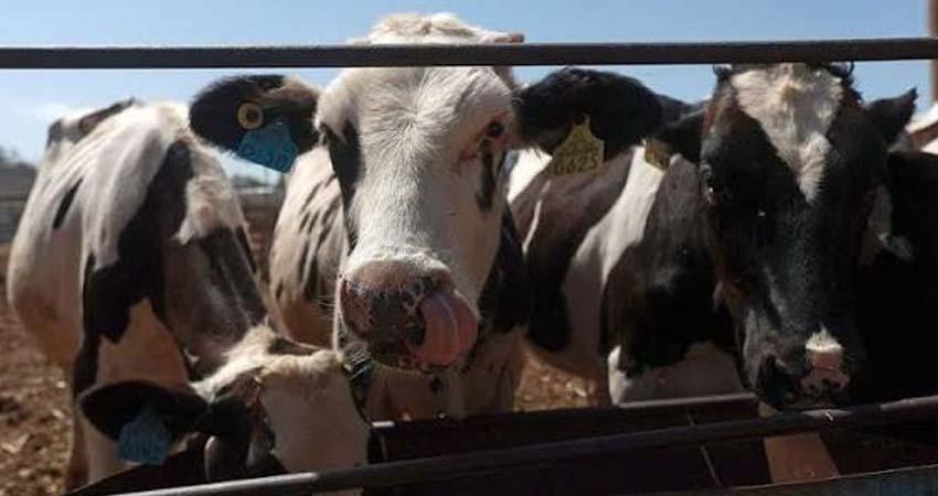 Exportación de ganado a EE.UU. se reanudará el 8 de septiembre, anuncia la UGRS