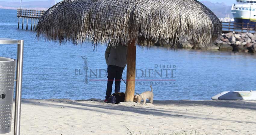 Sin problemas continua el paseo de perros en el malecón de La Paz