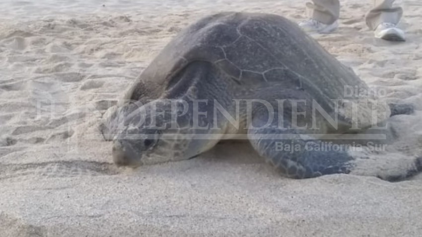 Red para Protección de la Tortuga Marina pide no ingresar vehículos a las playas   