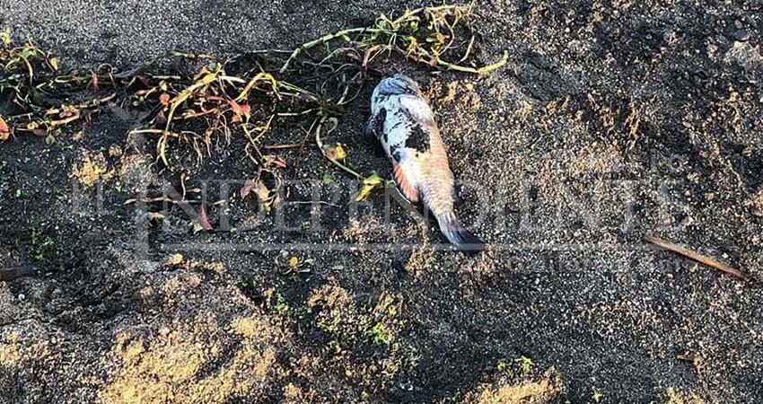 Reportan nueva mortandad de peces en el estero de SJC