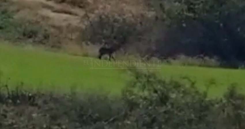 Felinos y venados disfrutan soledad en campos de golf de Los Cabos