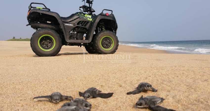 Perros y todoterreno, principales destructores de nidos de tortugas  