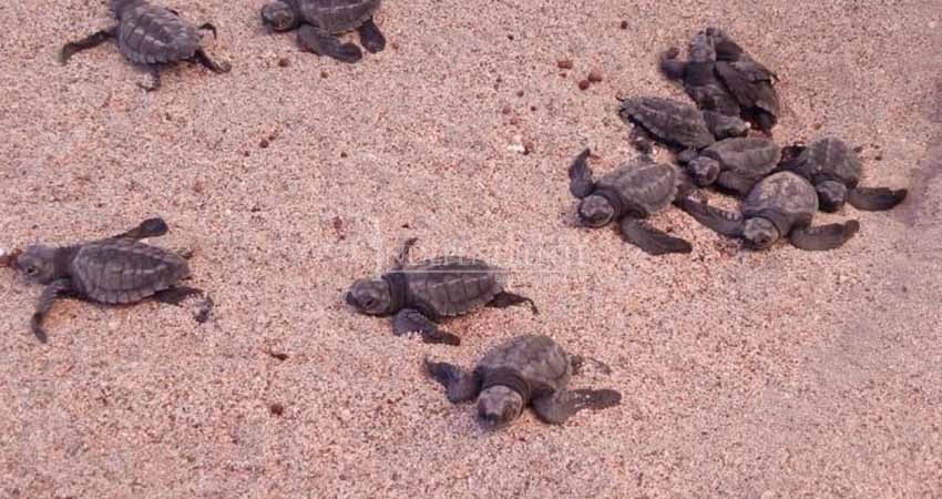 Perros y todoterreno, principales destructores de nidos de tortugas  