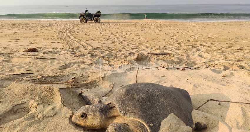 Perros y todoterreno, principales destructores de nidos de tortugas  