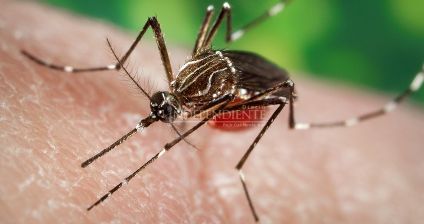 Fumigar no elimina criaderos de zancudos; la prevención es lo más efectivo contra el dengue 