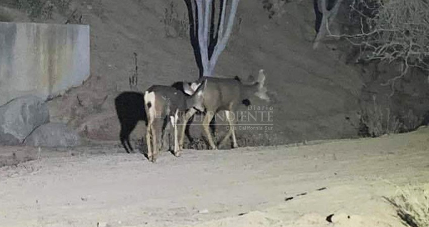 Una constante la presencia de venados en el corredor turístico   