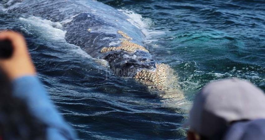 Puerto Chale, cierra con gran éxito su temporada de avistamiento de la ballena gris 