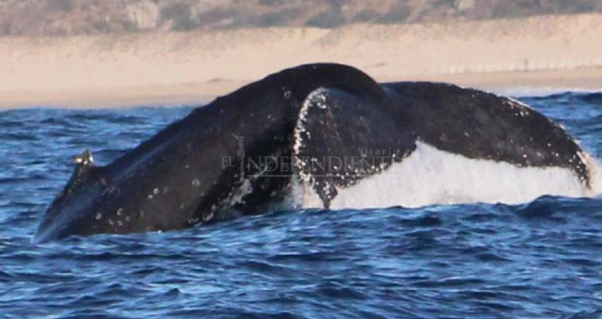 Sin grandes ganancias, concluye temporada de avistamiento de ballenas en Los Cabos 