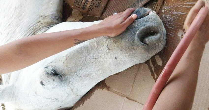 Indigna a josefinos la muerte inhumana de un caballo 