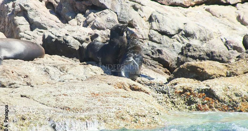 Restringen nado y buceo en Espíritu Santo por apareamiento y crianza de lobos marinos 