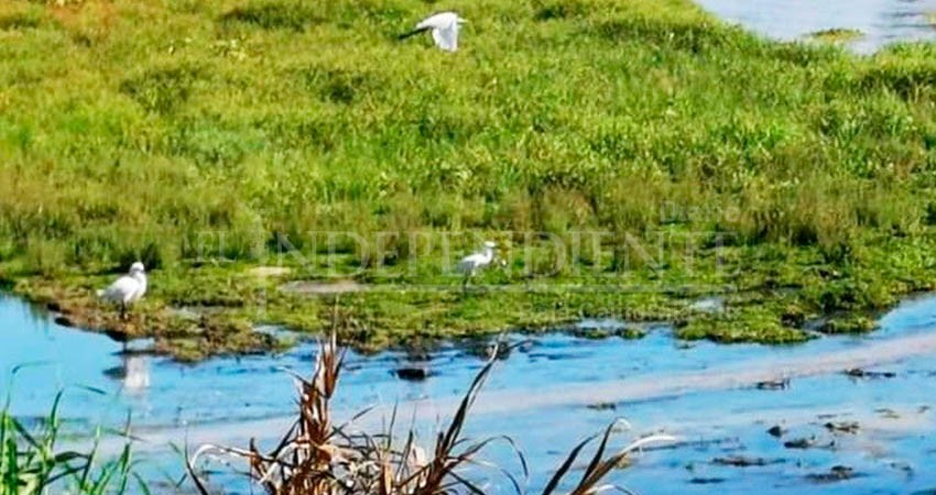 Pronatura Noroeste y UABCS lanzan diplomado para la conservación de sitios prioritarios para aves playeras