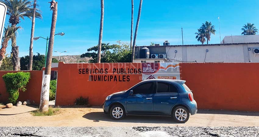 Abren centros de acopio de arbolitos de navidad en La Paz